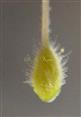  Pistil
